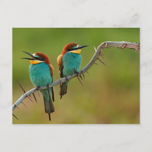 Colourful Birds Postcard
