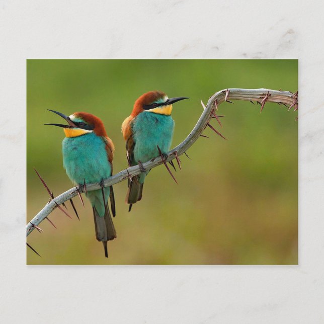Colourful Birds Postcard (Front)
