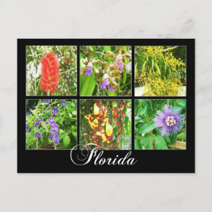 Colourful blooms in Florida Postcard
