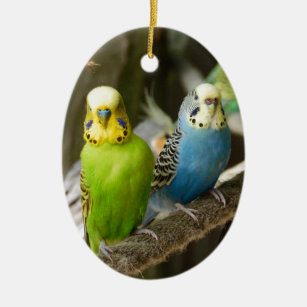 Colourful Budgie Bird Ceramic Ornament