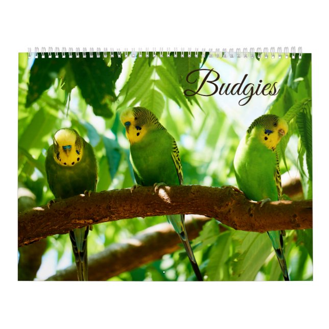 Colourful Budgies Parakeet Bird Lover  Calendar (Cover)