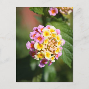 Colourful Bunch Postcard