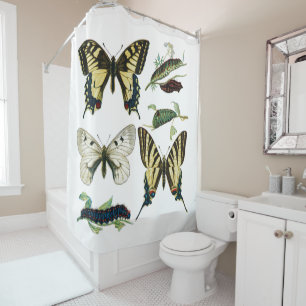 Colourful Butterflies and Caterpillars