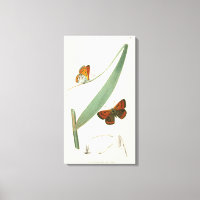 Colourful Butterflies Fluttering Around a Leaf