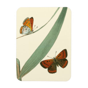 Colourful Butterflies Fluttering Around a Leaf Magnet