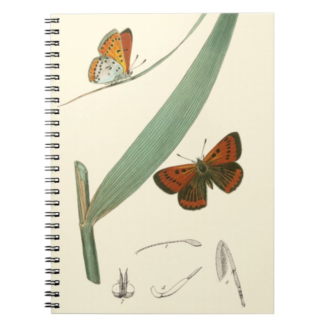 Colourful Butterflies Fluttering Around a Leaf Notebook (Front)