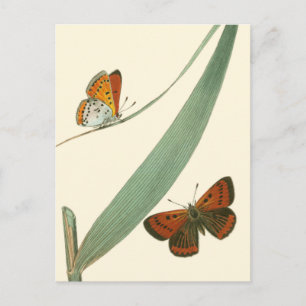 Colourful Butterflies Fluttering Around a Leaf Postcard