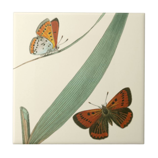 Colourful Butterflies Fluttering Around a Leaf Tile (Front)