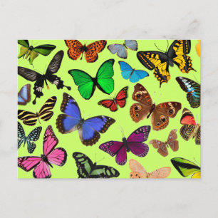 Colourful Butterflies Postcard