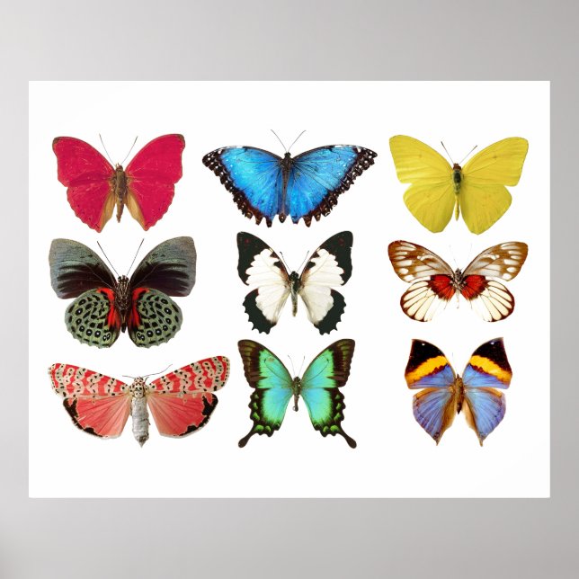 Colourful Butterflies Poster Print (Front)