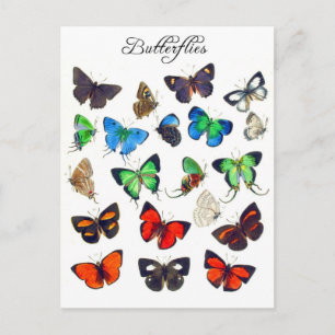 Colourful Butterfly Collection Postcard
