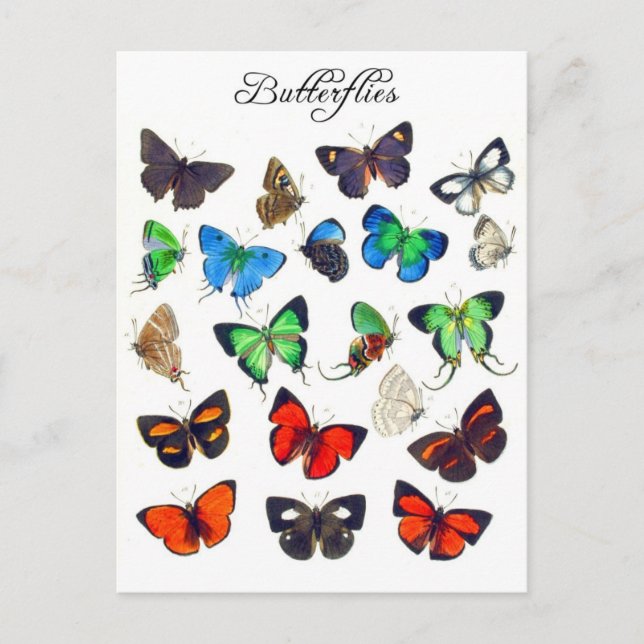 Colourful Butterfly Collection Postcard (Front)