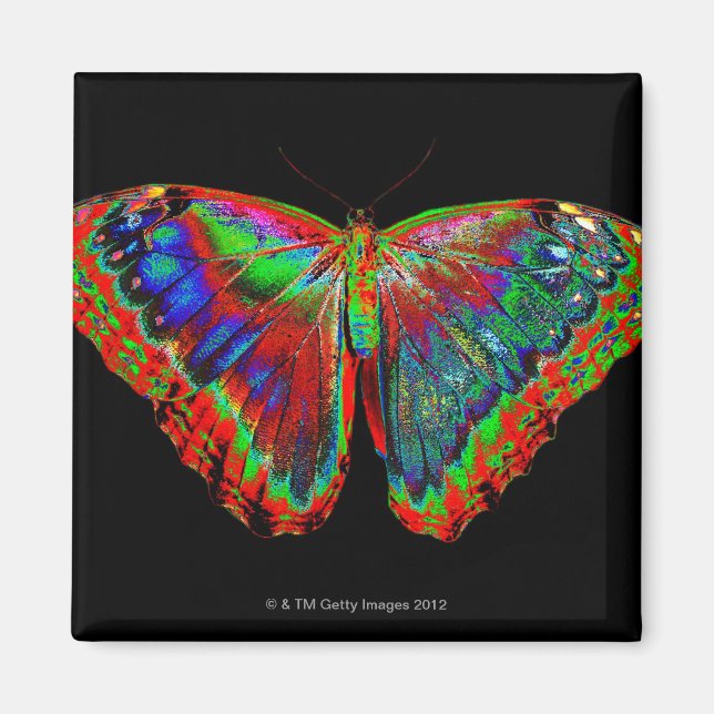 Colourful Butterfly design against black backdrop  Magnet (Front)