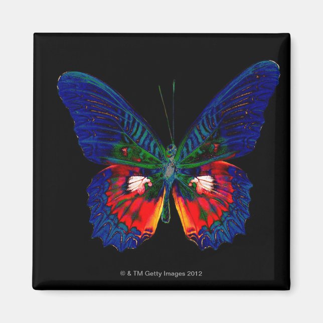 Colourful Butterfly design against black backdrop  Magnet (Front)