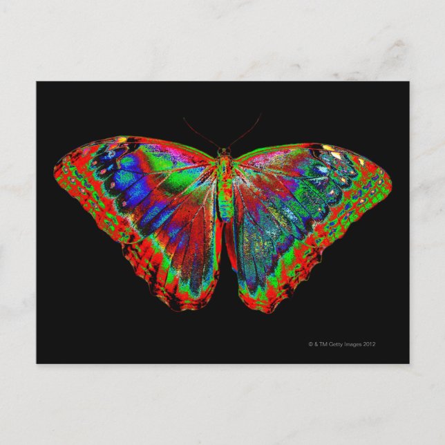 Colourful Butterfly design against black backdrop  Postcard (Front)