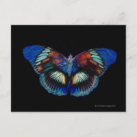 Colourful Butterfly design against black backdrop 