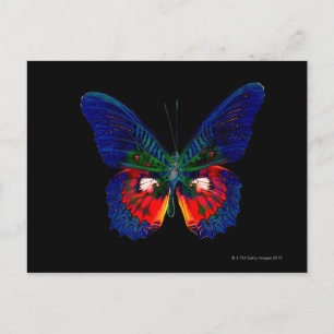 Colourful Butterfly design against black backdrop Postcard