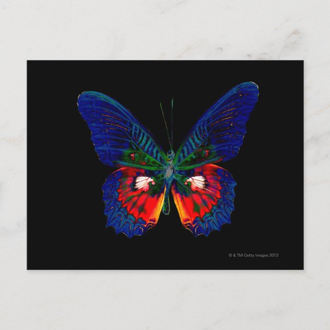 Colourful Butterfly design against black backdrop Postcard (Front)