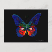 Colourful Butterfly design against black backdrop