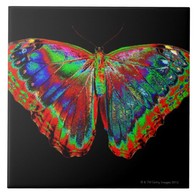 Colourful Butterfly design against black backdrop Tile (Front)