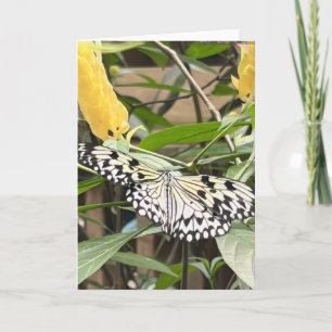 Colourful Butterfly Greeting  Card
