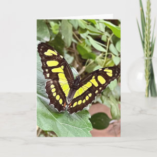 Colourful Butterfly Greeting Card