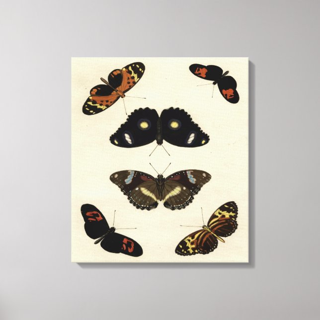 Colourful Butterfly Medley on Cream Background Canvas Print (Front)