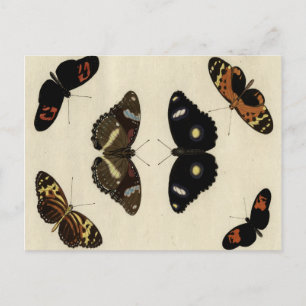 Colourful Butterfly Medley on Cream Background Postcard