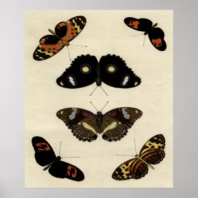 Colourful Butterfly Medley on Cream Background Poster (Front)