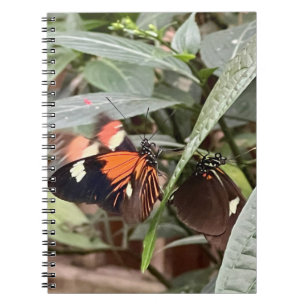 Colourful Butterfly Notebook