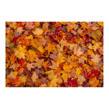 Colourful carpet, Ontario, Canada