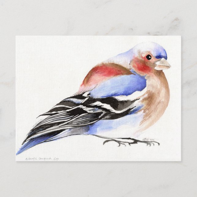 Colourful Chaffinch 2011 Postcard (Front)