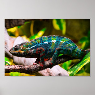 Colourful Chameleon Poster