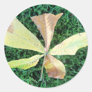 Colourful chestnut tree leaf classic round sticker