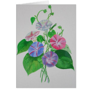 Colourful Climbing Morning Glory Botanical Art