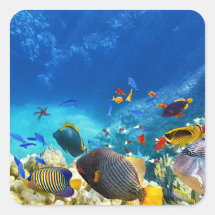 Colourful Clownfish  Square Sticker