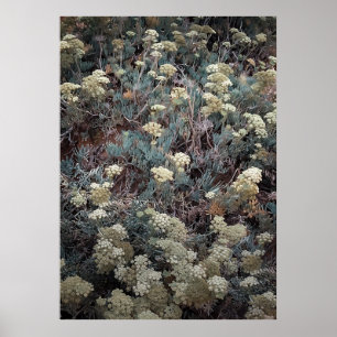 Colourful Coastal Shrub in Summer Poster