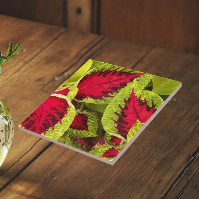 Colourful Coleus Leaves Floral Tile (In Situ)