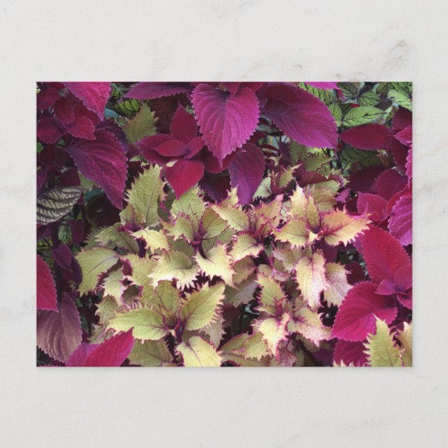 Colourful Coleus Postcard (Front)
