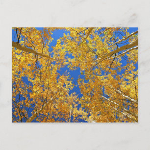 Colourful Colorado Aspens... Postcard