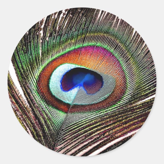 Colourful Copper Peacock Feather Classic Round Sticker (Front)