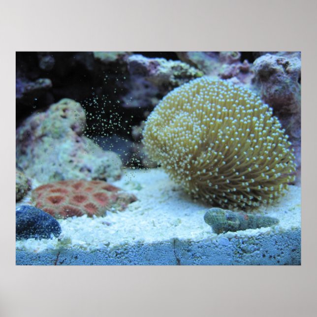 Colourful Coral in saltwater aquarium print poster (Front)