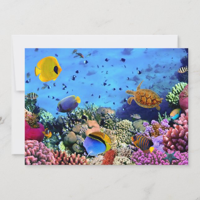 Colourful Coral Reef Critters (Front)