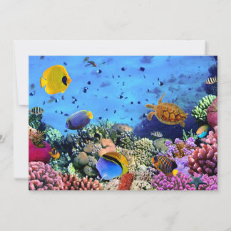Colourful Coral Reef Critters