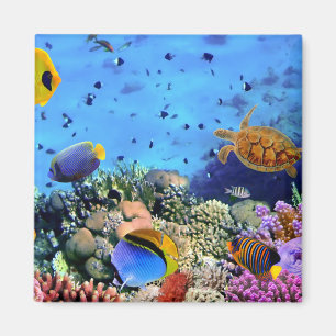 Colourful Coral Reef Critters Magnet