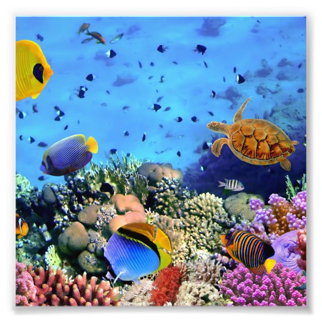 Colourful Coral Reef Critters Photo Print (Front)