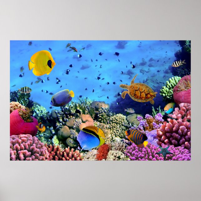 Colourful Coral Reef Critters Poster (Front)