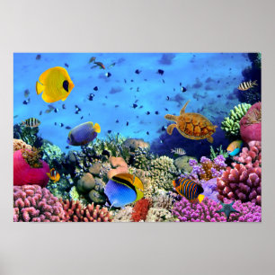 Colourful Coral Reef Critters Poster