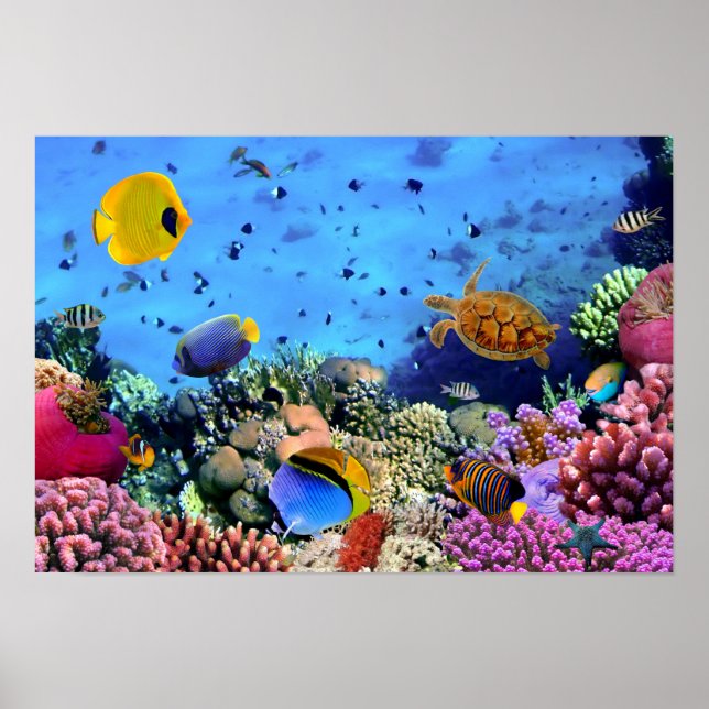 Colourful Coral Reef Critters Poster (Front)