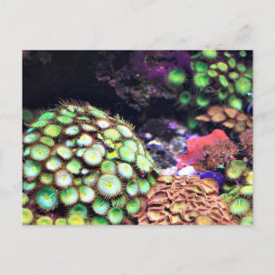 Colourful Coral Reef Postcard